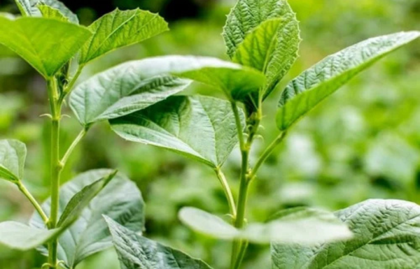 Bakuchi → Skin Renewal 