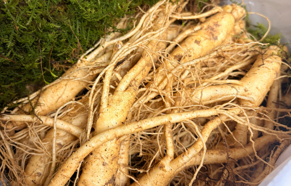 Ginseng → Anti-Inflammatory 