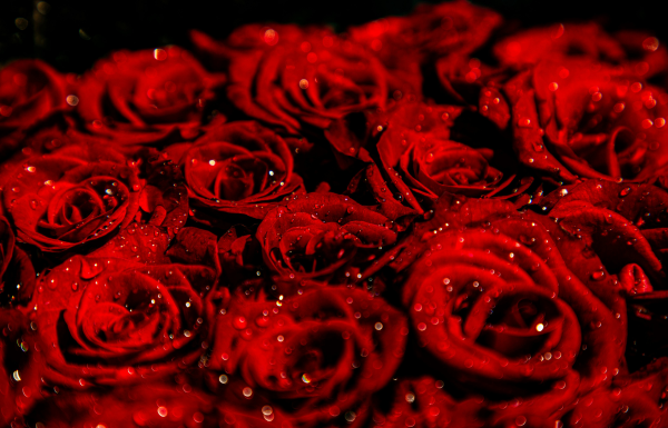 Rose Extracts → Instantly cools and hydrates Pitta skin